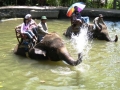 Click to see the Elephants